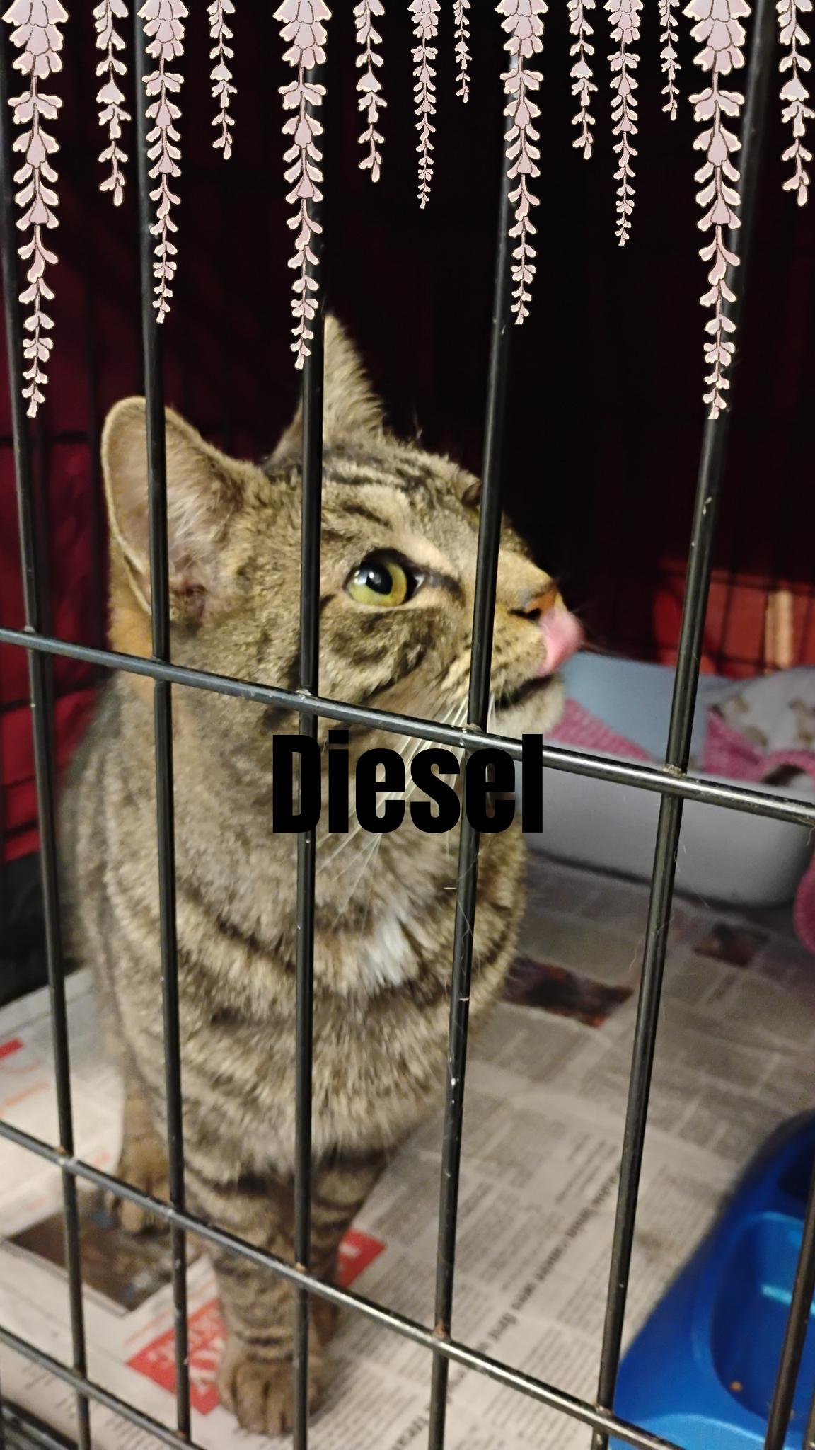 Enlarge Diesel, a Adoptable Tabby in Muncie, IN image 1/1