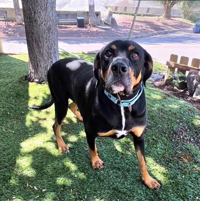Enlarge Popeye, a ADOPTABLE mixed breed in Phoenix, OR image 3/3