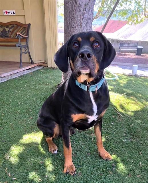 Enlarge Popeye, a ADOPTABLE mixed breed in Phoenix, OR image 2/3