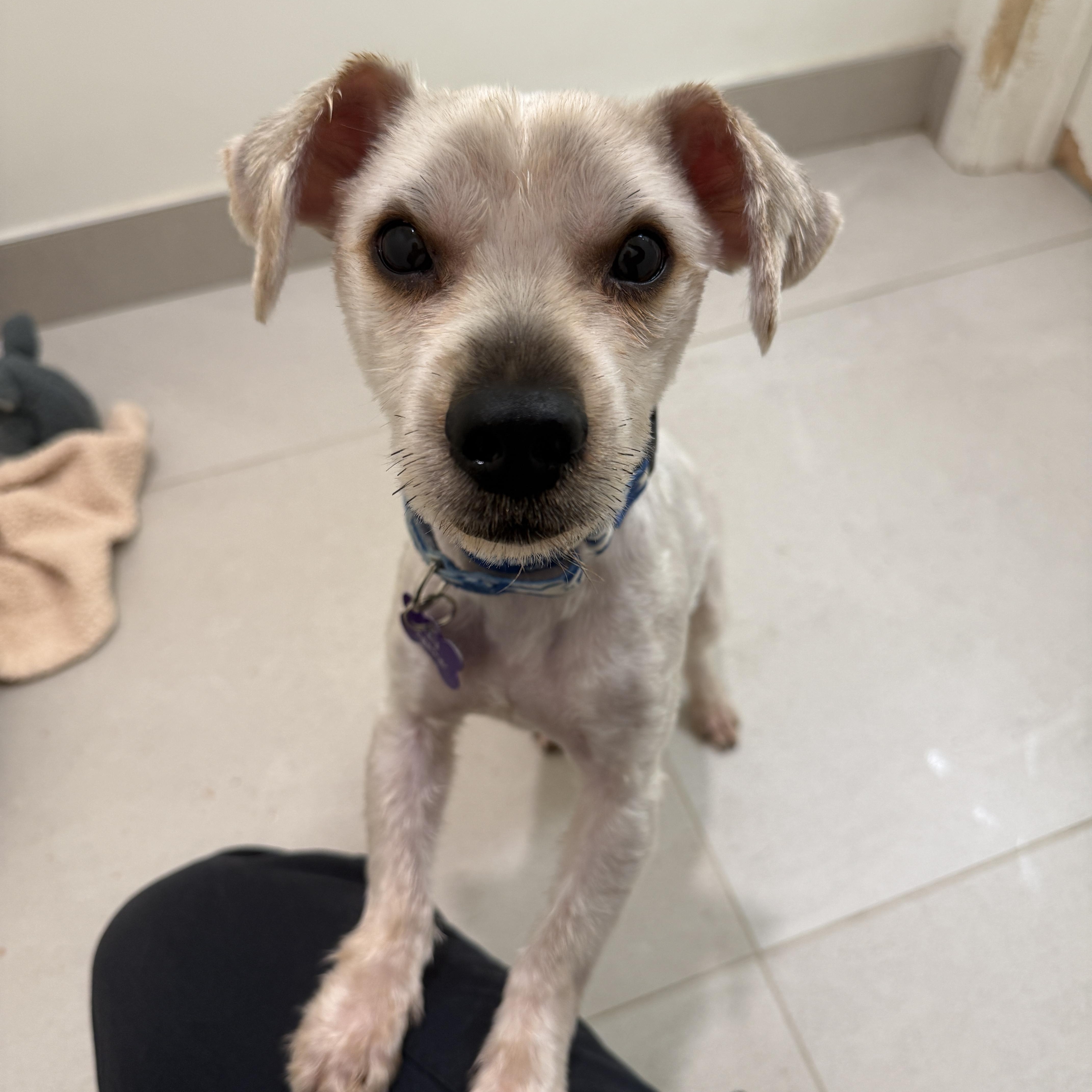 Chico, Adoptable, Young Male Mixed Breed.