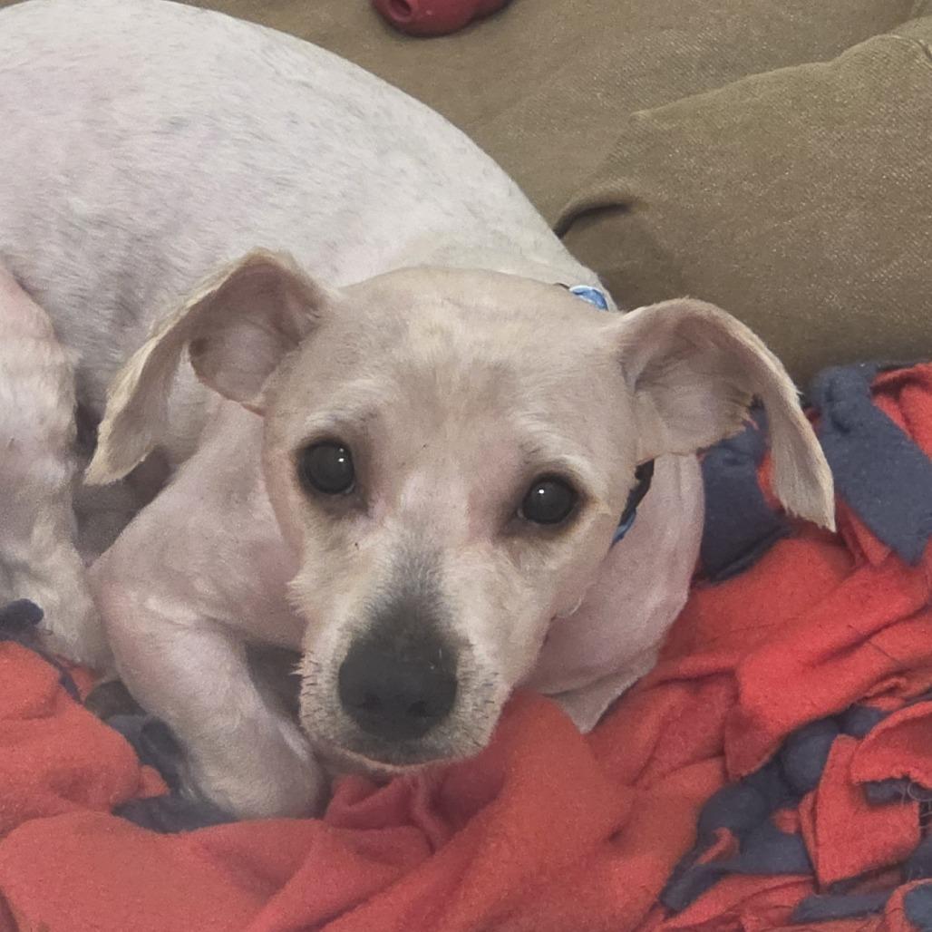 Enlarge Chico, a Adoptable mixed breed in Evanston, IL image 2/2