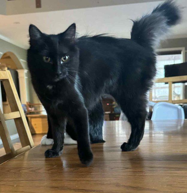 Enlarge Emerald, an adopted Domestic Long Hair in Kenai, AK image 1/1