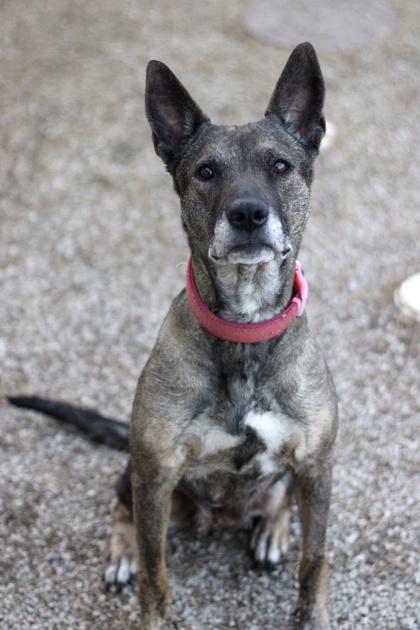 Enlarge Becca, a Adoptable mixed breed in Fort Worth, TX image 1/2