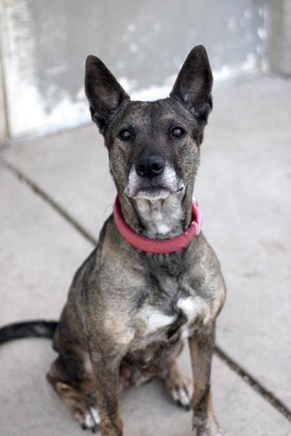 Enlarge Becca, a Adoptable mixed breed in Fort Worth, TX image 2/2