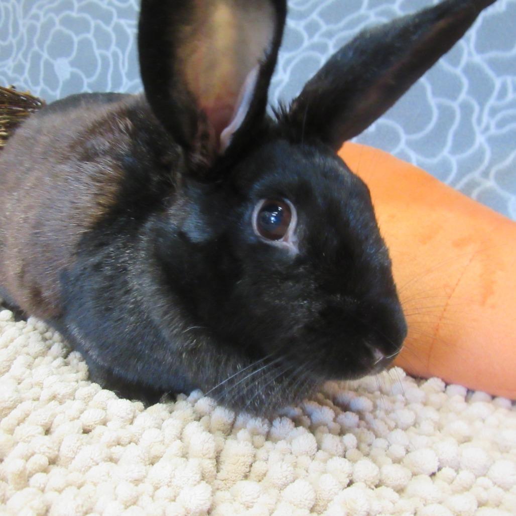 Matilda, Adoptable, Adult Female American.