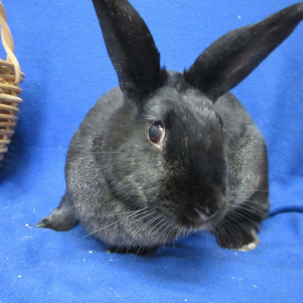 Matilda, a Adoptable American in Newport, PA image 5/6