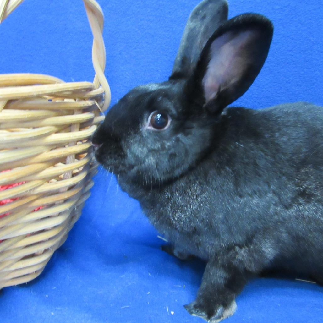 Matilda, a Adoptable American in Newport, PA image 6/6