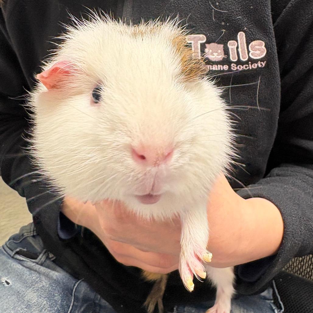 Tucker, Adoptable, Adult Male Guinea Pig.