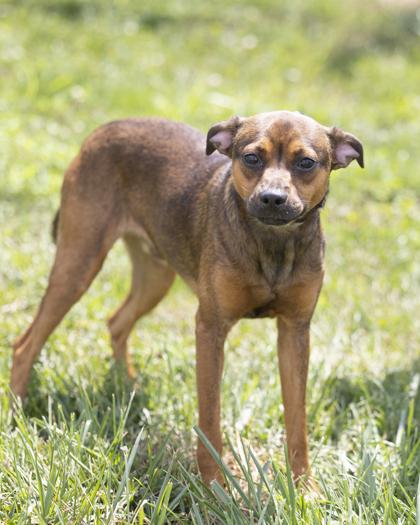 Knox, adopted, Adult Male Mixed Breed.