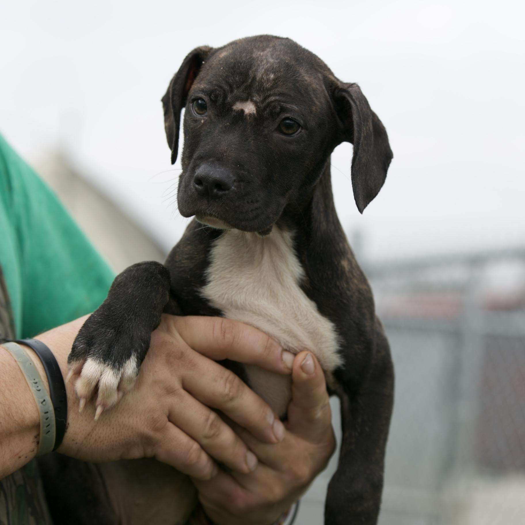 Kiwi, ADOPTABLE, Puppy Female Pit Bull Terrier & Mixed Breed.