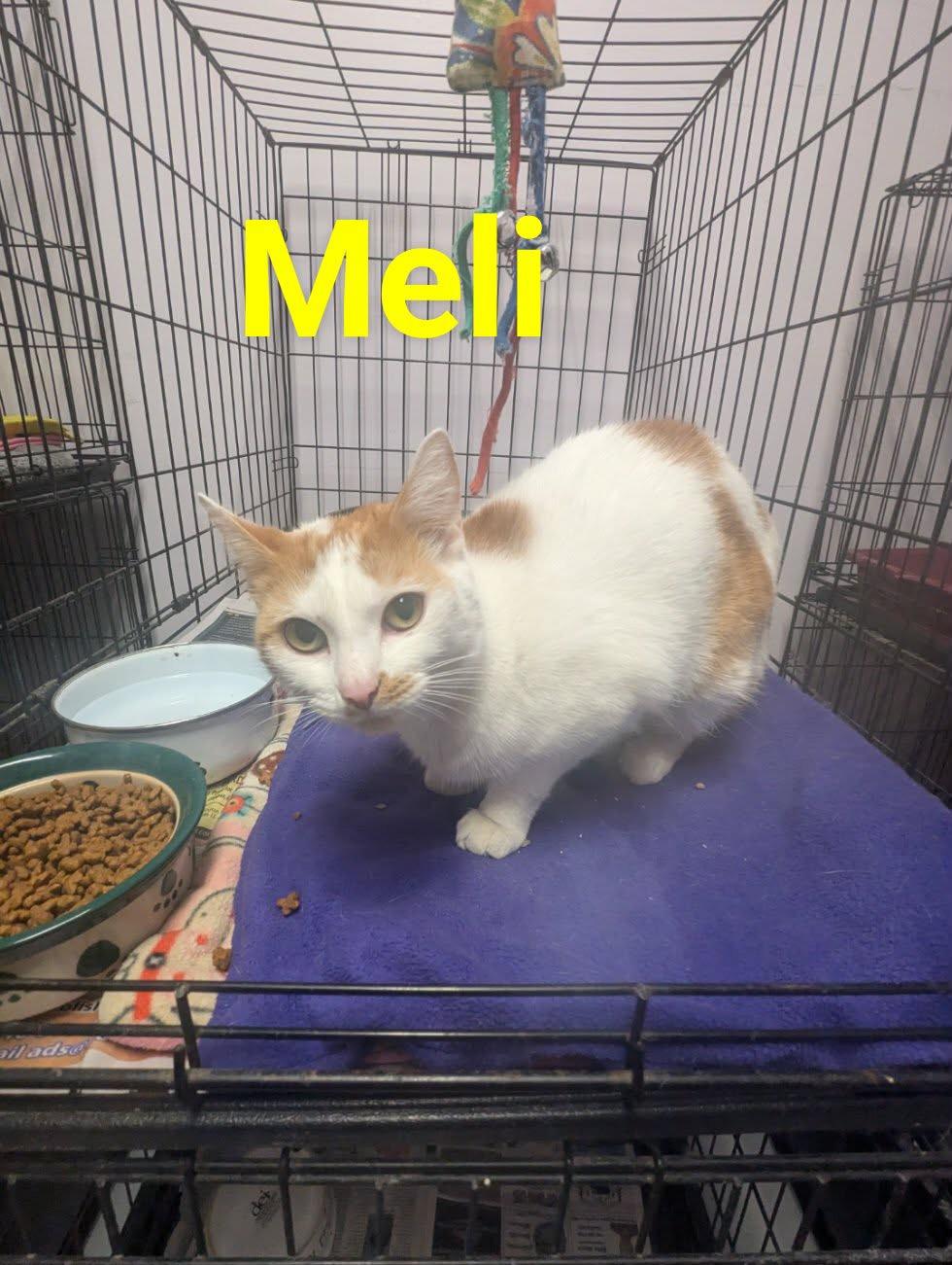 Enlarge Meli, a ADOPTABLE Domestic Short Hair in Logan, OH image 1/1