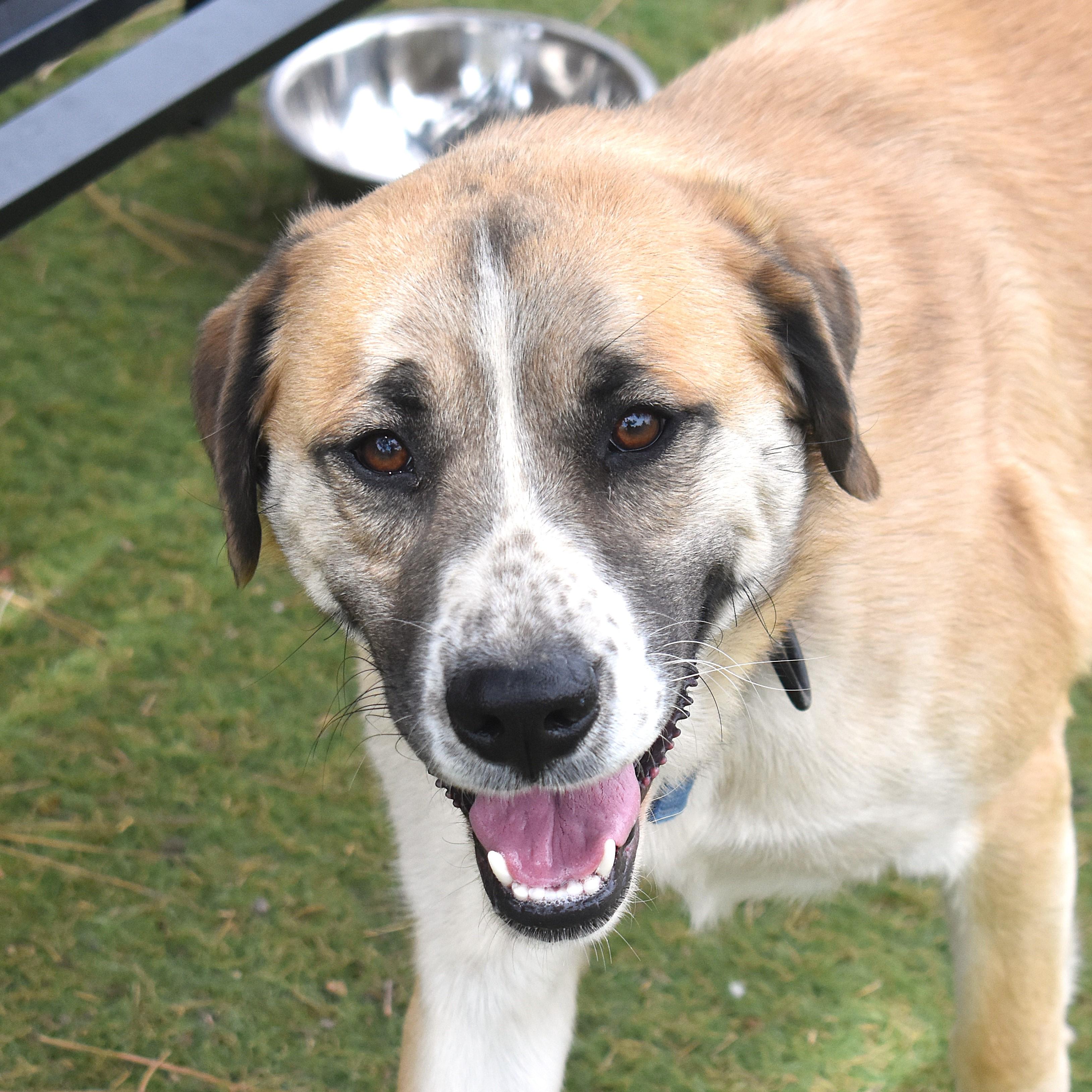 Enlarge Rodeo, a ADOPTABLE Mixed Breed in Flagstaff, AZ image 1/1