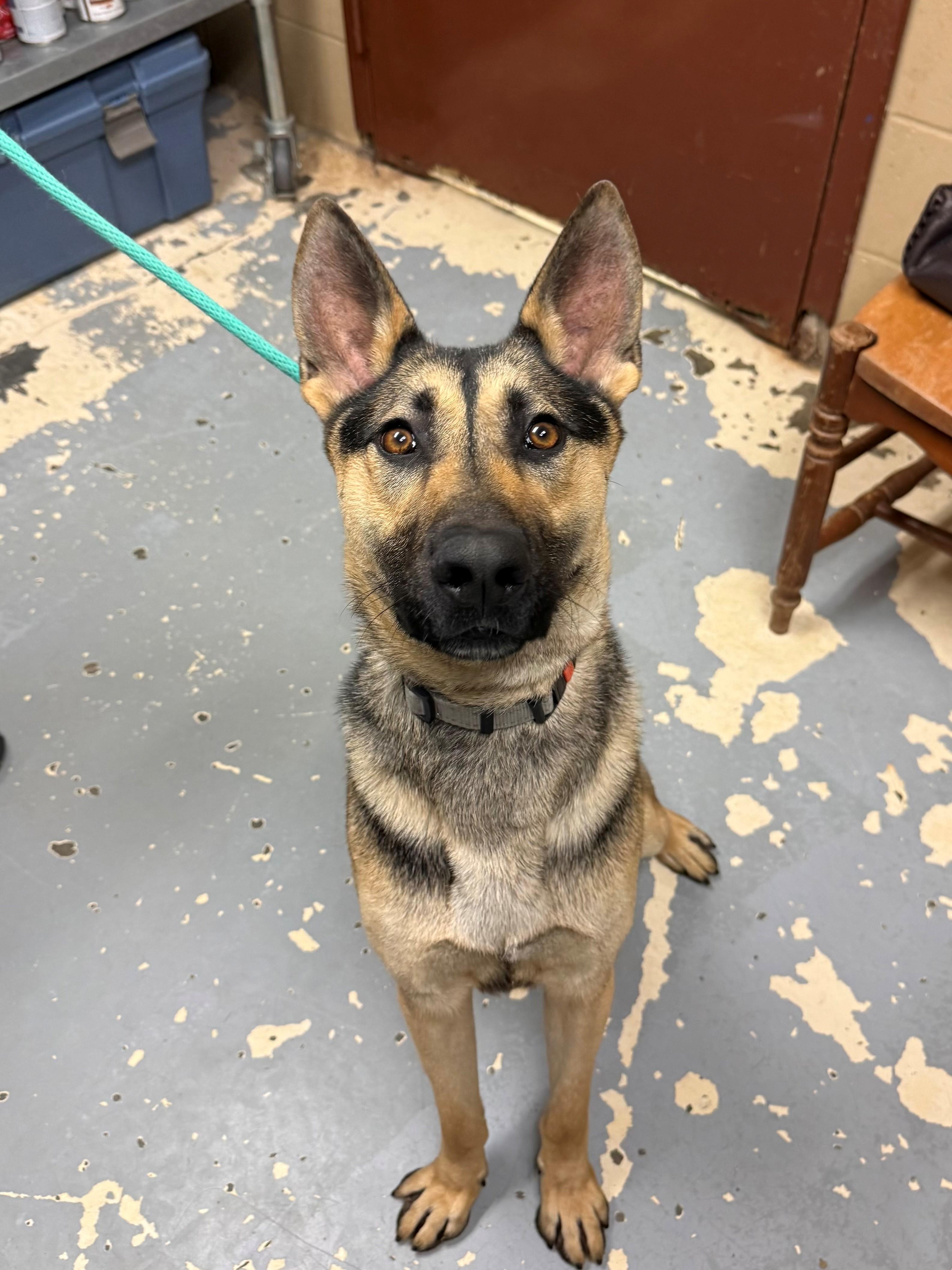 Enlarge Theo, a ADOPTABLE mixed breed in East Northport, NY image 1/1
