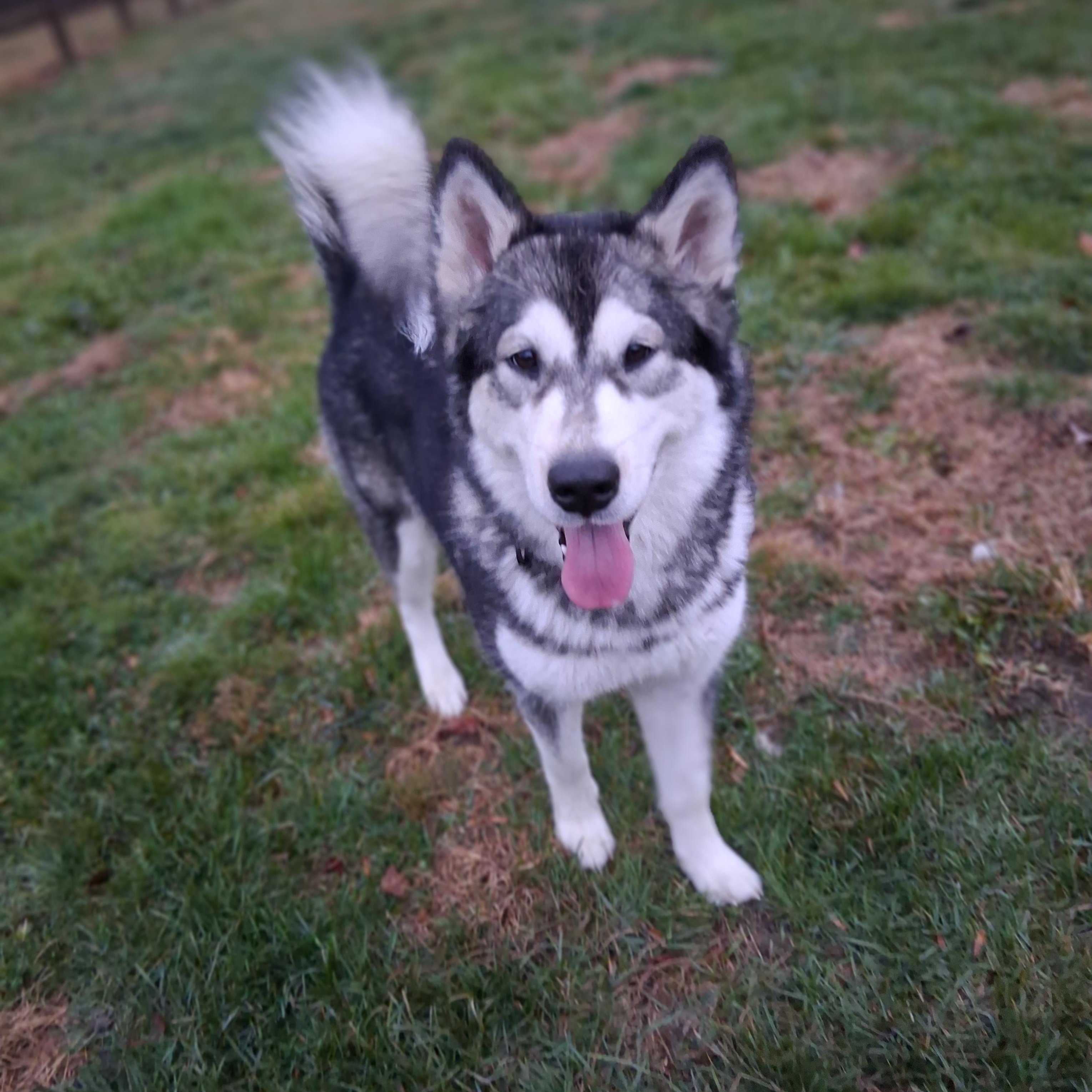 Winnie , a ADOPTABLE Alaskan Malamute in Gettysburg, PA image 3/3