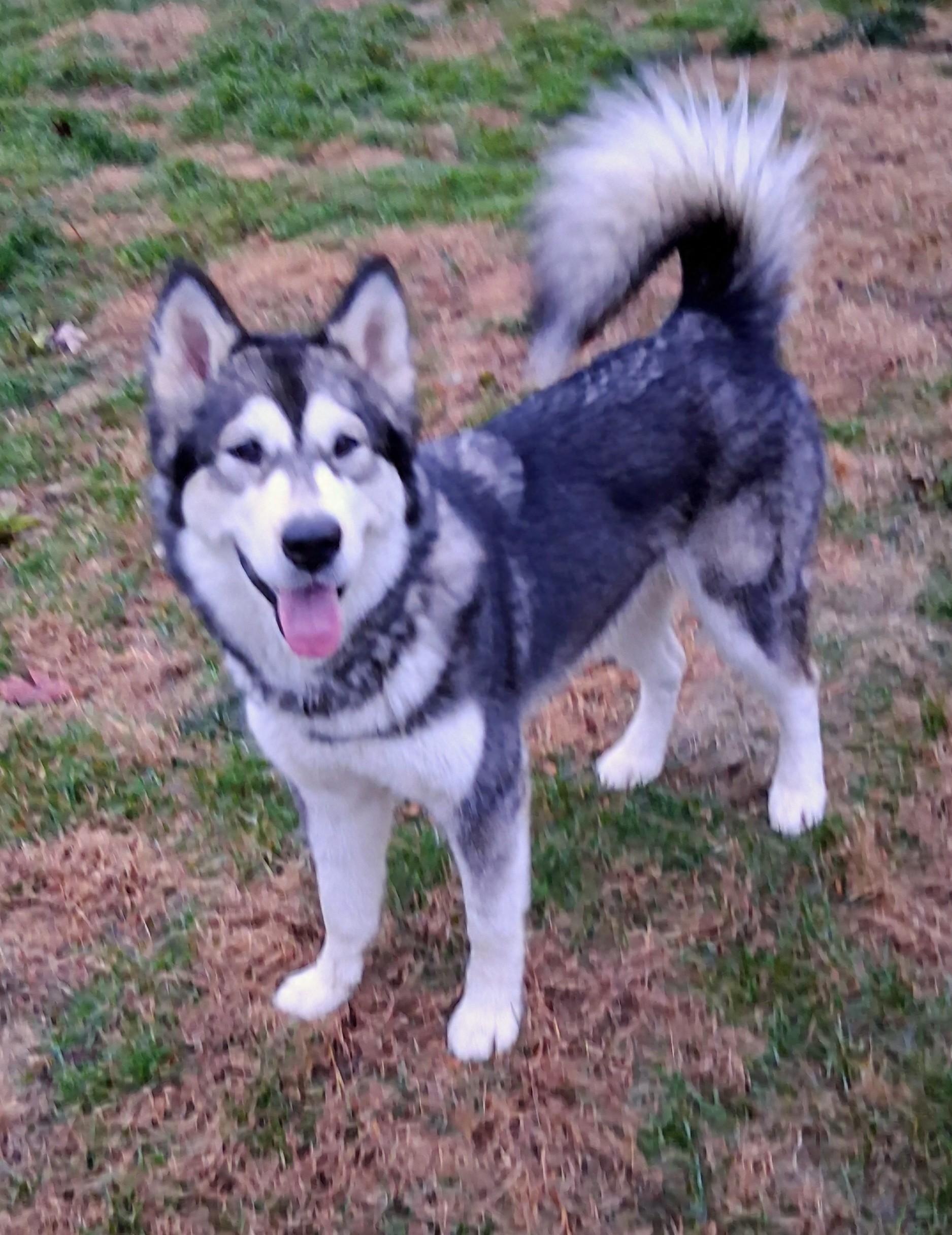 Winnie , a ADOPTABLE Alaskan Malamute in Gettysburg, PA image 1/3