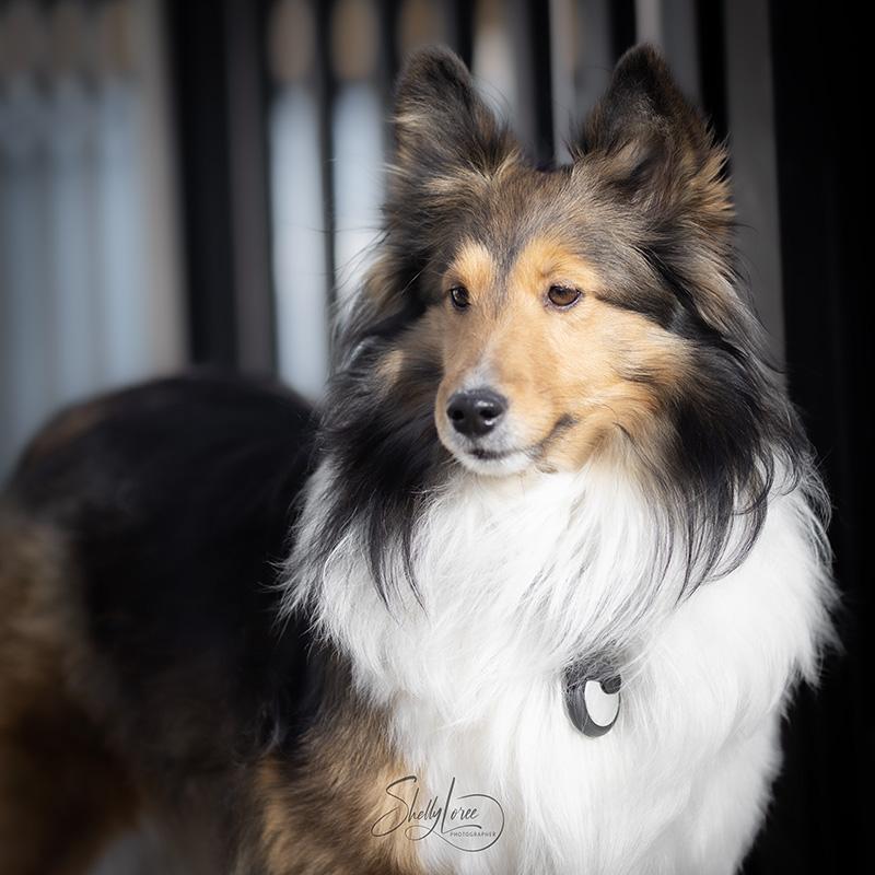 Enlarge Raine, an adoption pending Shetland Sheepdog / Sheltie in Calgary, AB image 2/5