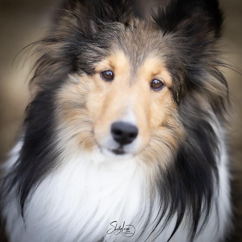 Enlarge Raine, an adoption pending Shetland Sheepdog / Sheltie in Calgary, AB image 5/5