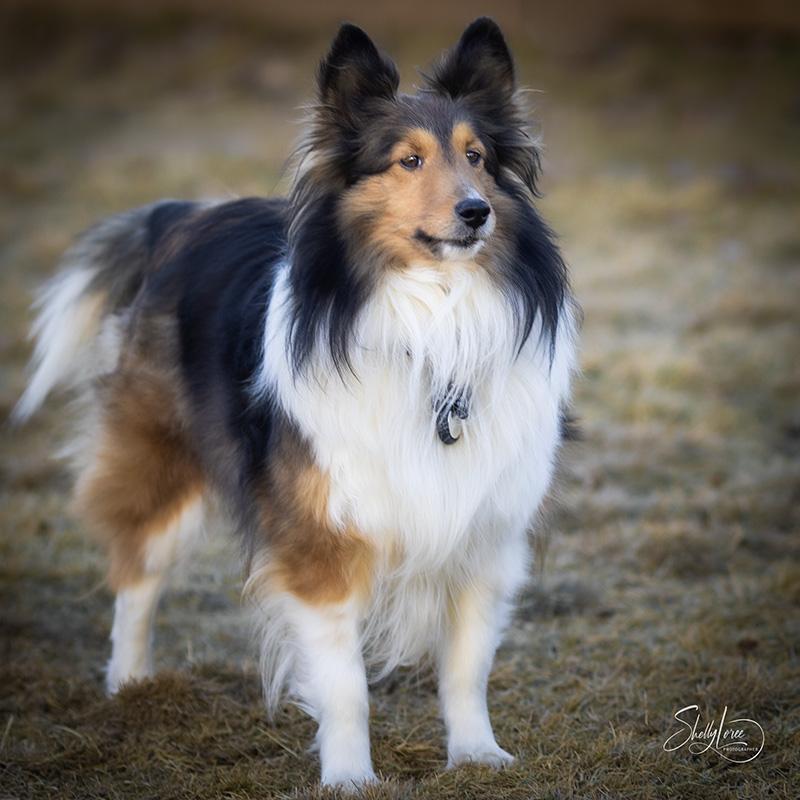 Enlarge Raine, an adoption pending Shetland Sheepdog / Sheltie in Calgary, AB image 4/5