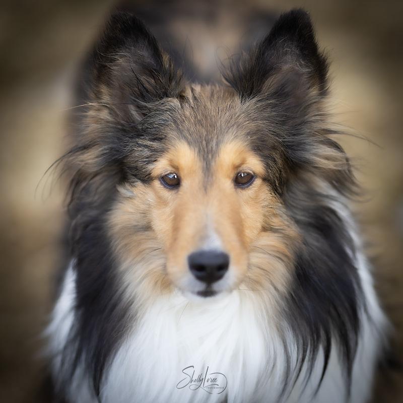 Enlarge Raine, an adoption pending Shetland Sheepdog / Sheltie in Calgary, AB image 3/5