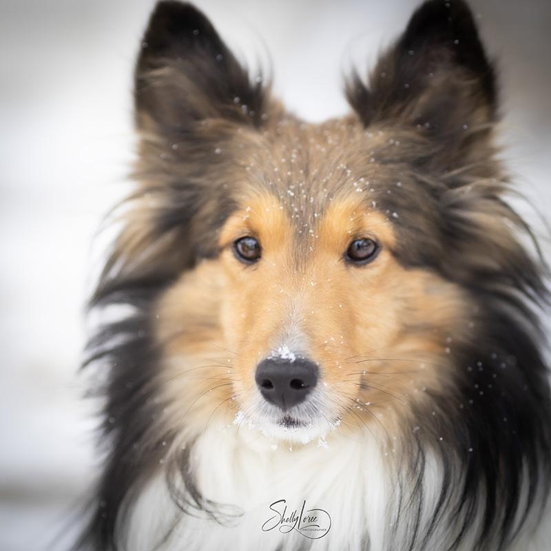 Raine, adopted, Young Male Shetland Sheepdog / Sheltie.