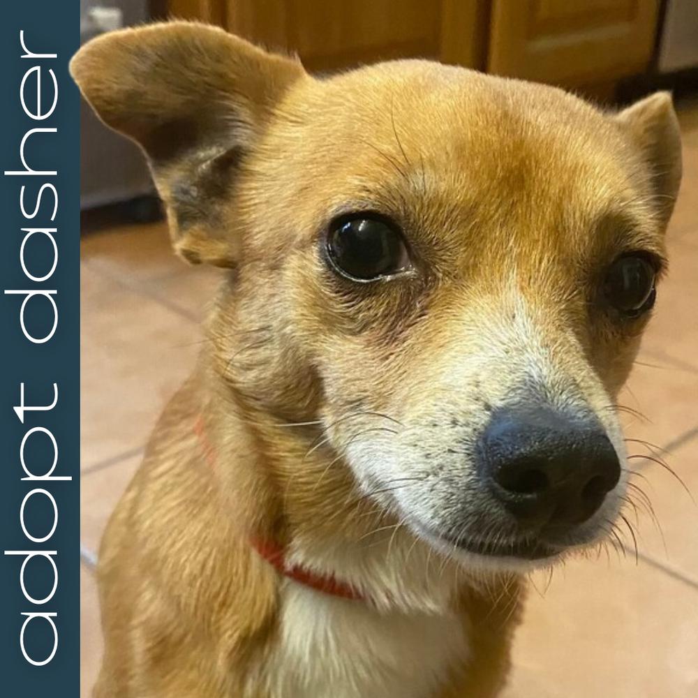 Dasher, Adoptable, Adult Male Chihuahua.