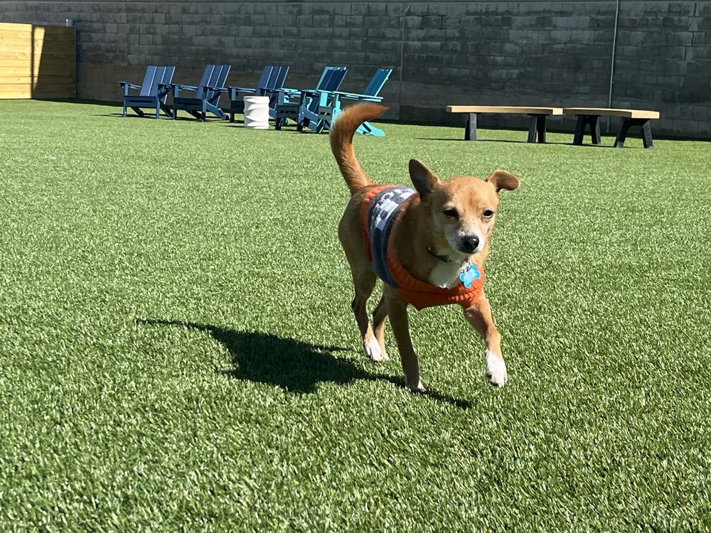 Enlarge Dasher, a Adoptable mixed breed in Columbus, OH image 2/6