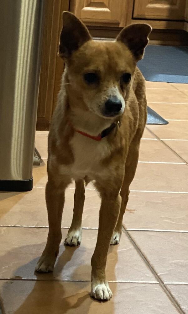 Enlarge Dasher, a Adoptable mixed breed in Columbus, OH image 1/6