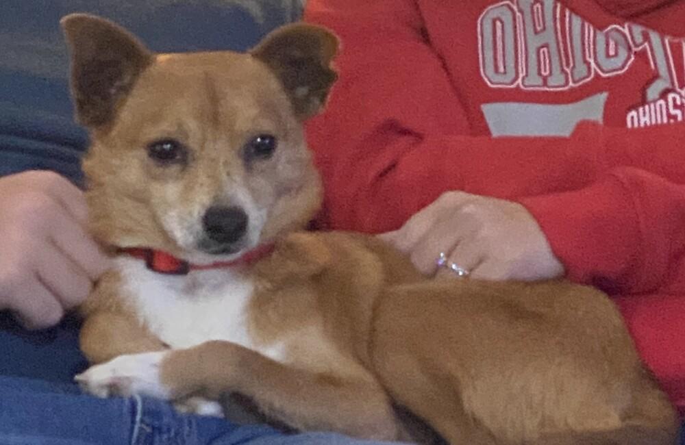 Enlarge Dasher, a Adoptable mixed breed in Columbus, OH image 2/6