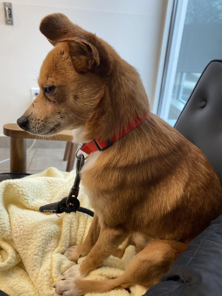 Enlarge Dasher, a Adoptable mixed breed in Columbus, OH image 3/6