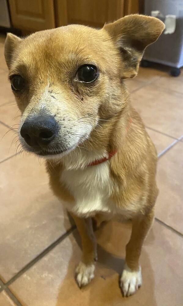 Enlarge Dasher, a Adoptable mixed breed in Columbus, OH image 4/6