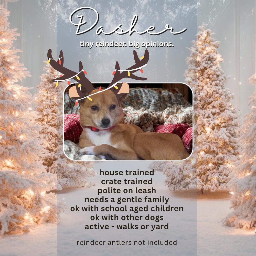 Enlarge Dasher, a Adoptable mixed breed in Columbus, OH image 5/6