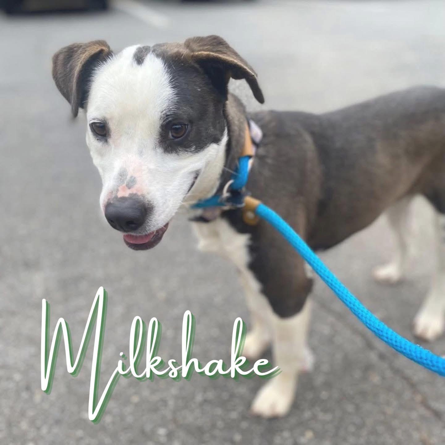 Milkshake, adoptable, Young Female Beagle.