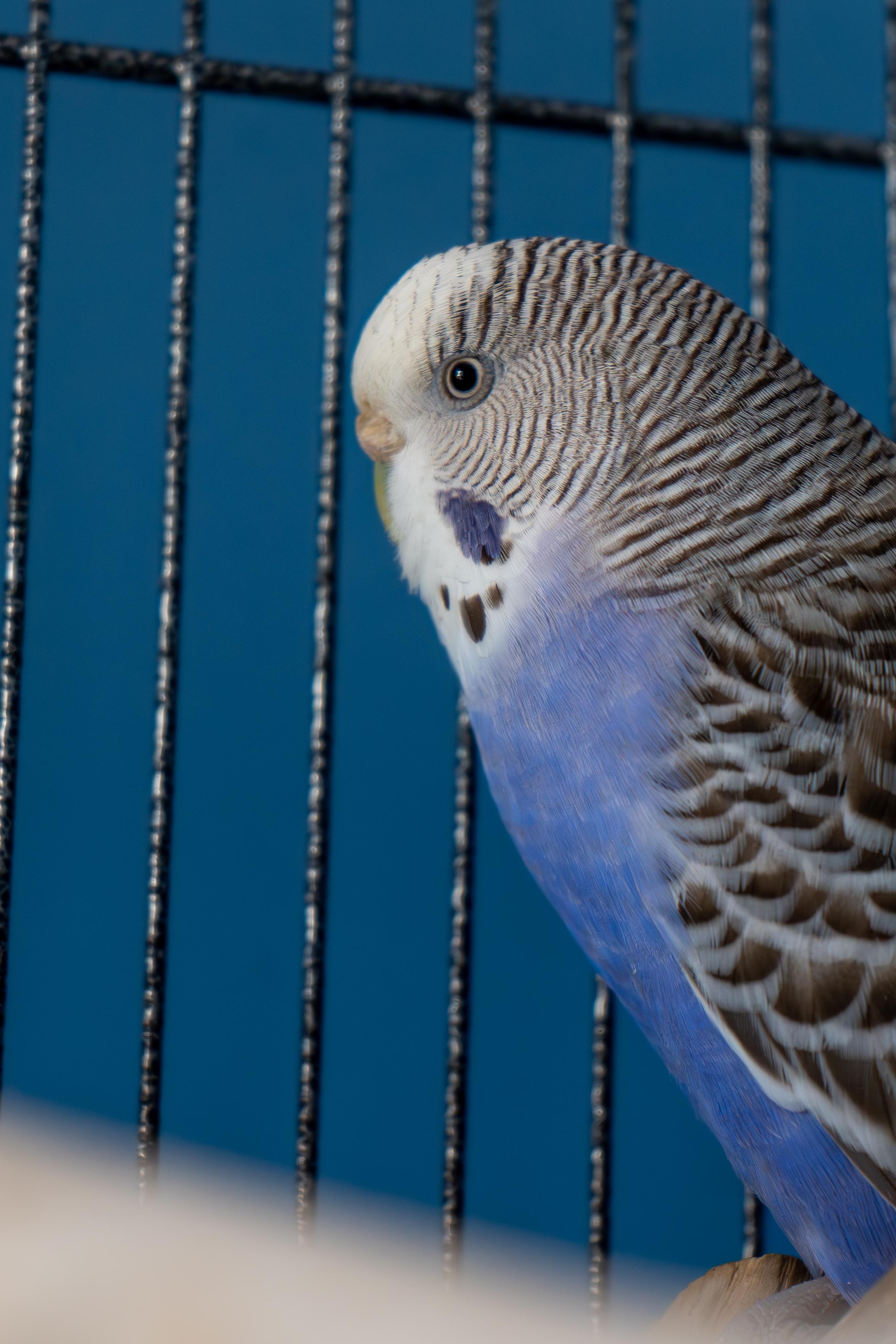 Sapphire (bonded to Pearl and Aristotle), a Adoptable Parakeet (Other) in Dundas, ON image 1/4