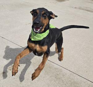 Enlarge Roscoe, a ADOPTABLE Doberman Pinscher in Bucyrus, OH image 3/5
