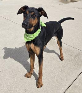 Roscoe, ADOPTABLE, Adult Male Doberman Pinscher.