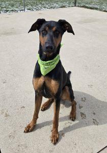 Enlarge Roscoe, a ADOPTABLE Doberman Pinscher in Bucyrus, OH image 2/5
