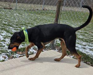 Enlarge Roscoe, a ADOPTABLE Doberman Pinscher in Bucyrus, OH image 5/5