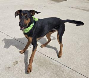Enlarge Roscoe, a ADOPTABLE Doberman Pinscher in Bucyrus, OH image 4/5