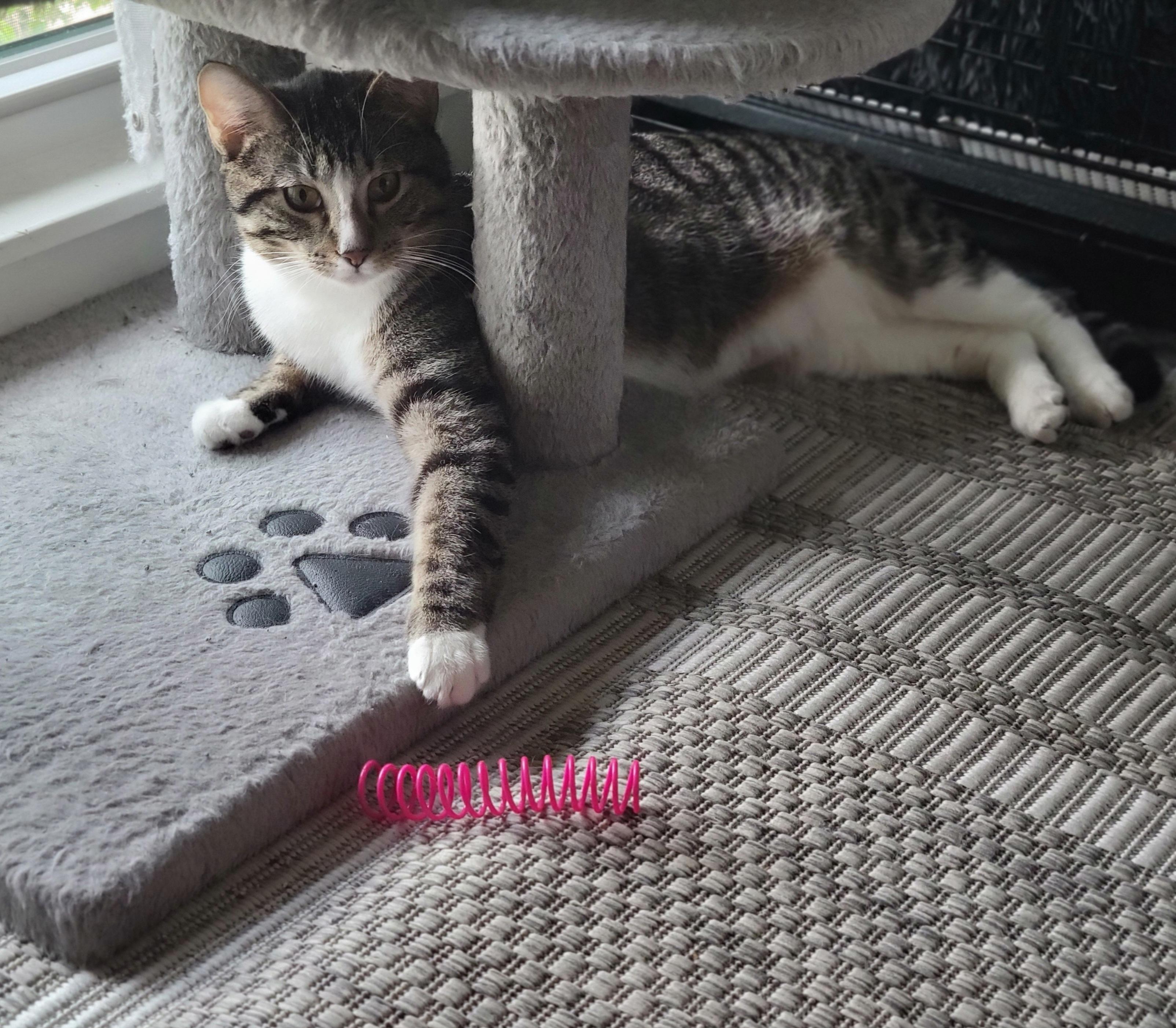 Enlarge Charlie (Bonded with Kaya), a Adoptable American Shorthair in OVERLAND PARK, KS image 3/6