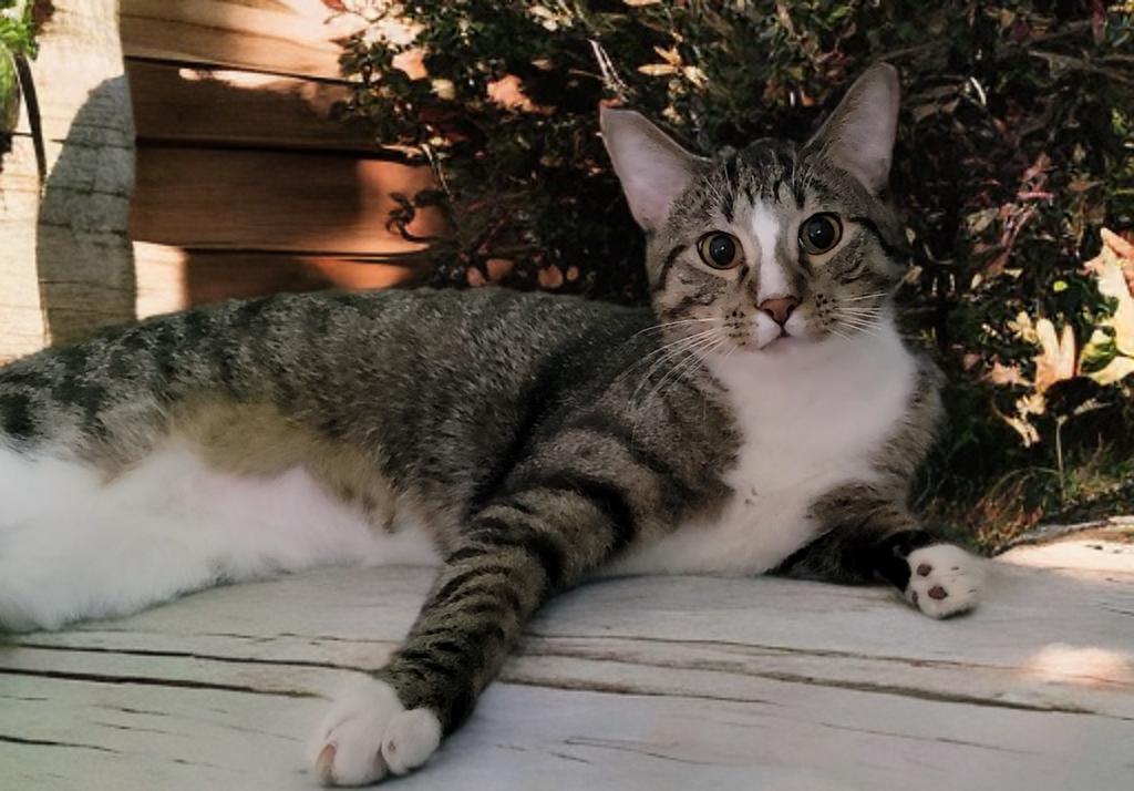 Enlarge Charlie (Bonded with Kaya), a Adoptable American Shorthair in OVERLAND PARK, KS image 5/6