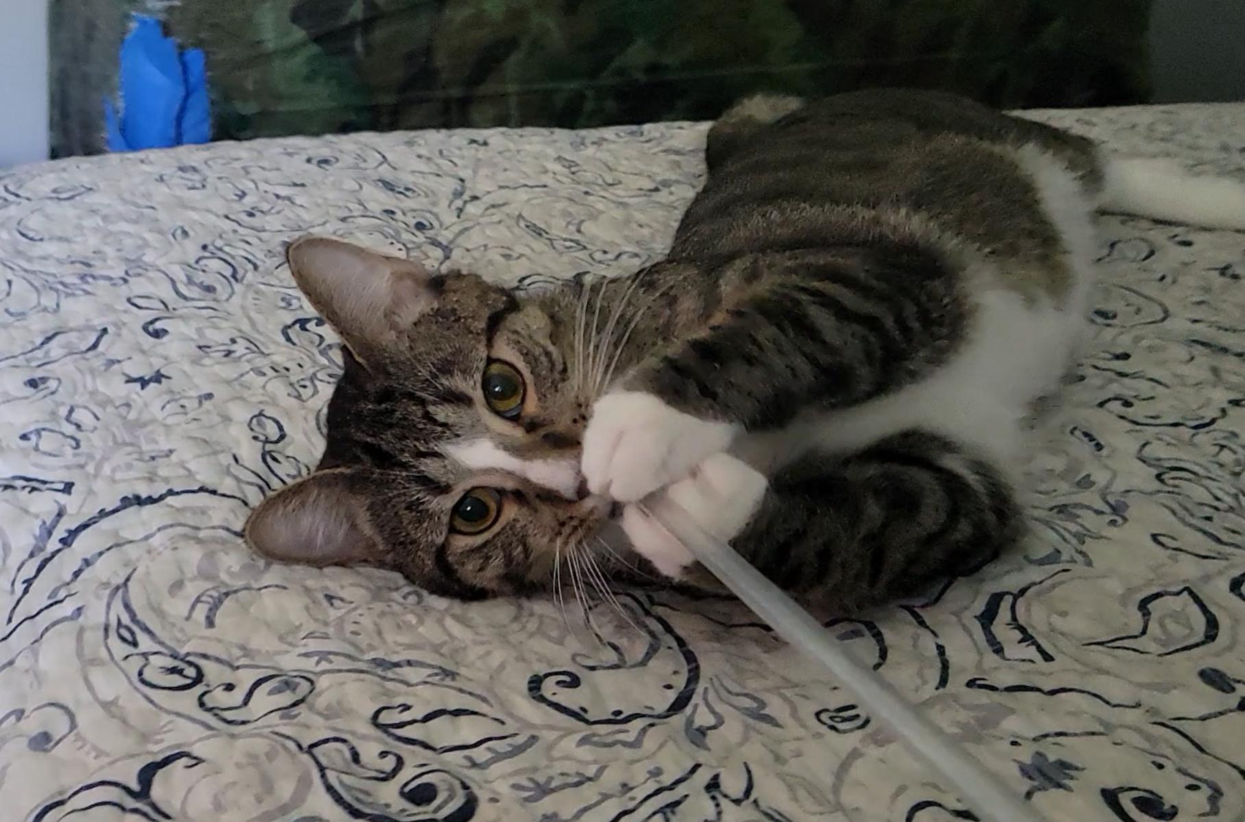 Enlarge Charlie (Bonded with Kaya), a Adoptable American Shorthair in OVERLAND PARK, KS image 4/6