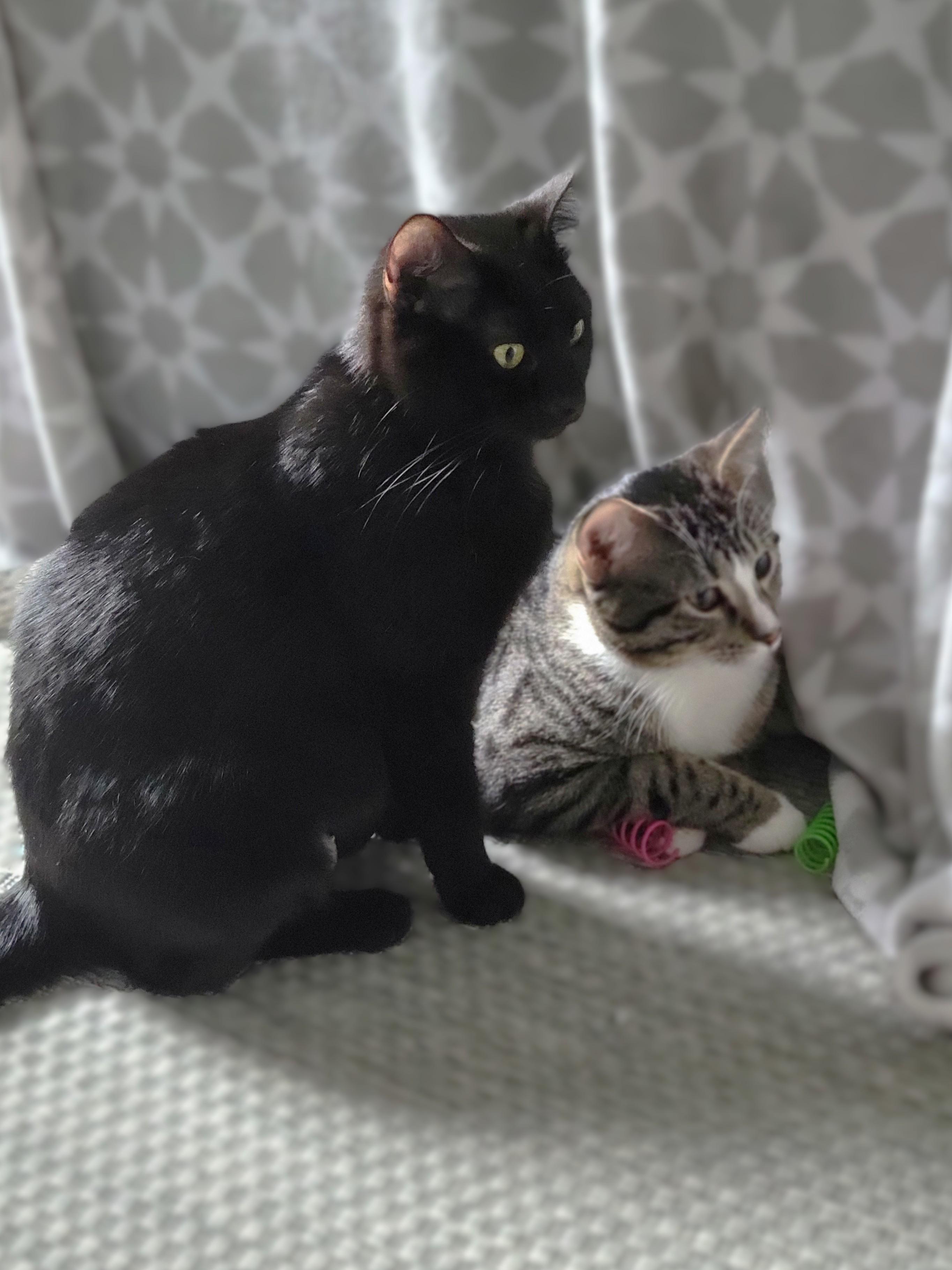 Enlarge Charlie (Bonded with Kaya), a Adoptable American Shorthair in OVERLAND PARK, KS image 6/6