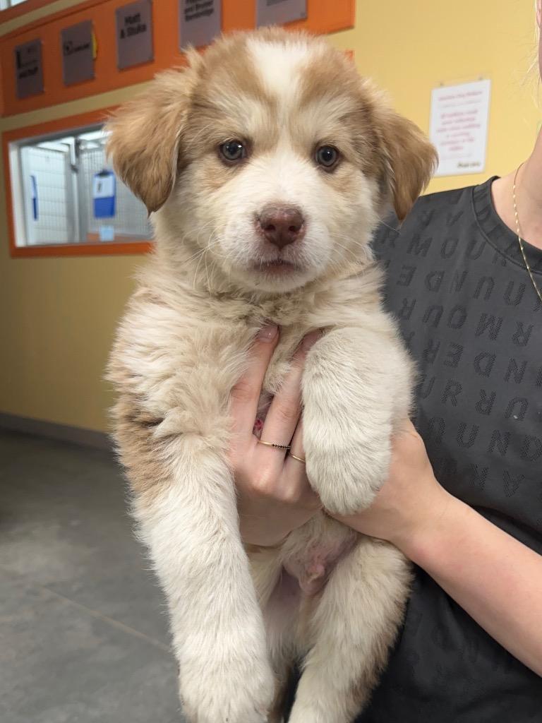 Bannock, Adoptable, Puppy Male Husky.