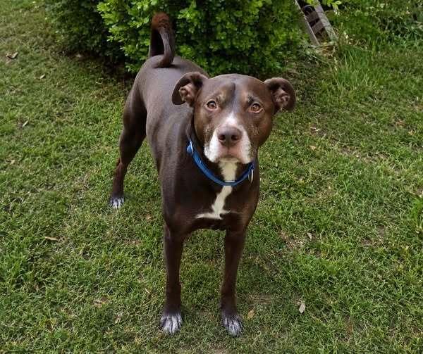 Barney, Adoptable, Young Male Mixed Breed.