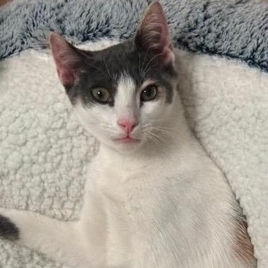 Enlarge Lil, a Adoptable Domestic Short Hair in Orangevale, CA image 1/1