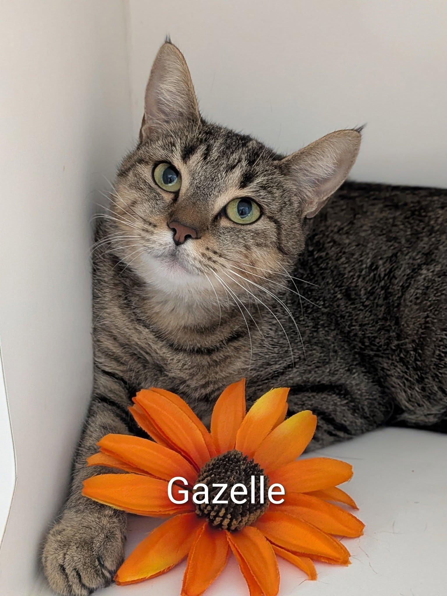 Enlarge Gazelle, a Adoptable Domestic Short Hair in Flint, MI image 1/1