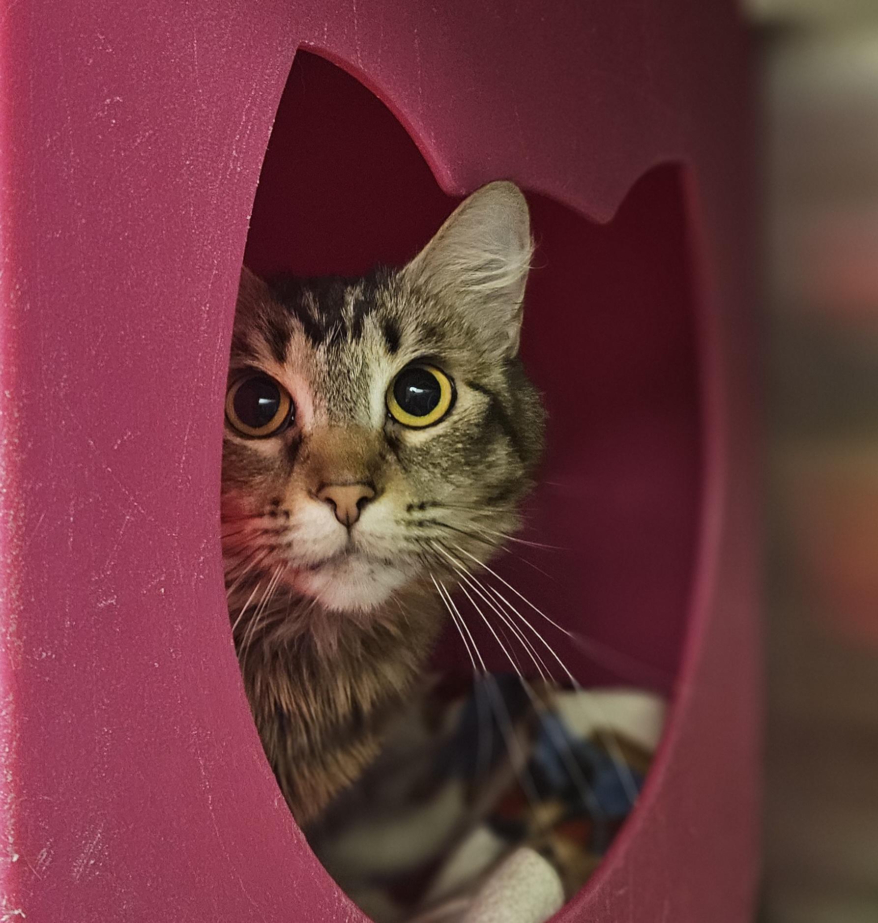 Ella, an adoptable Domestic Medium Hair in Billings, MT, 59102 | Photo Image 1