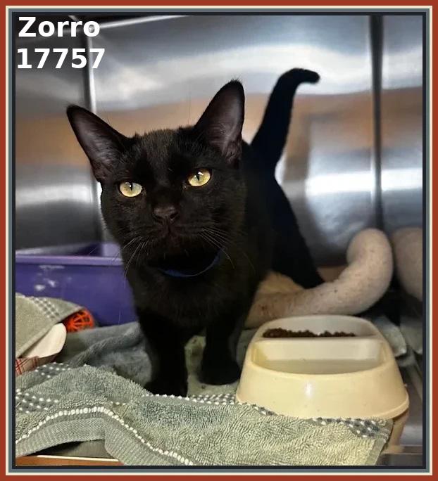 Enlarge ZORRO, an adopted mixed breed in Marietta, GA image 1/5