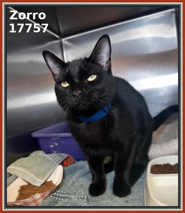 Enlarge ZORRO, an adopted mixed breed in Marietta, GA image 5/5