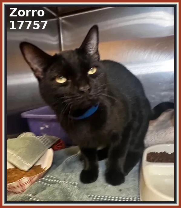 Enlarge ZORRO, an adopted mixed breed in Marietta, GA image 4/5